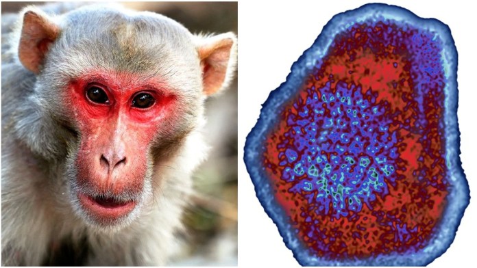 First Human death from Monkey B virus in China
