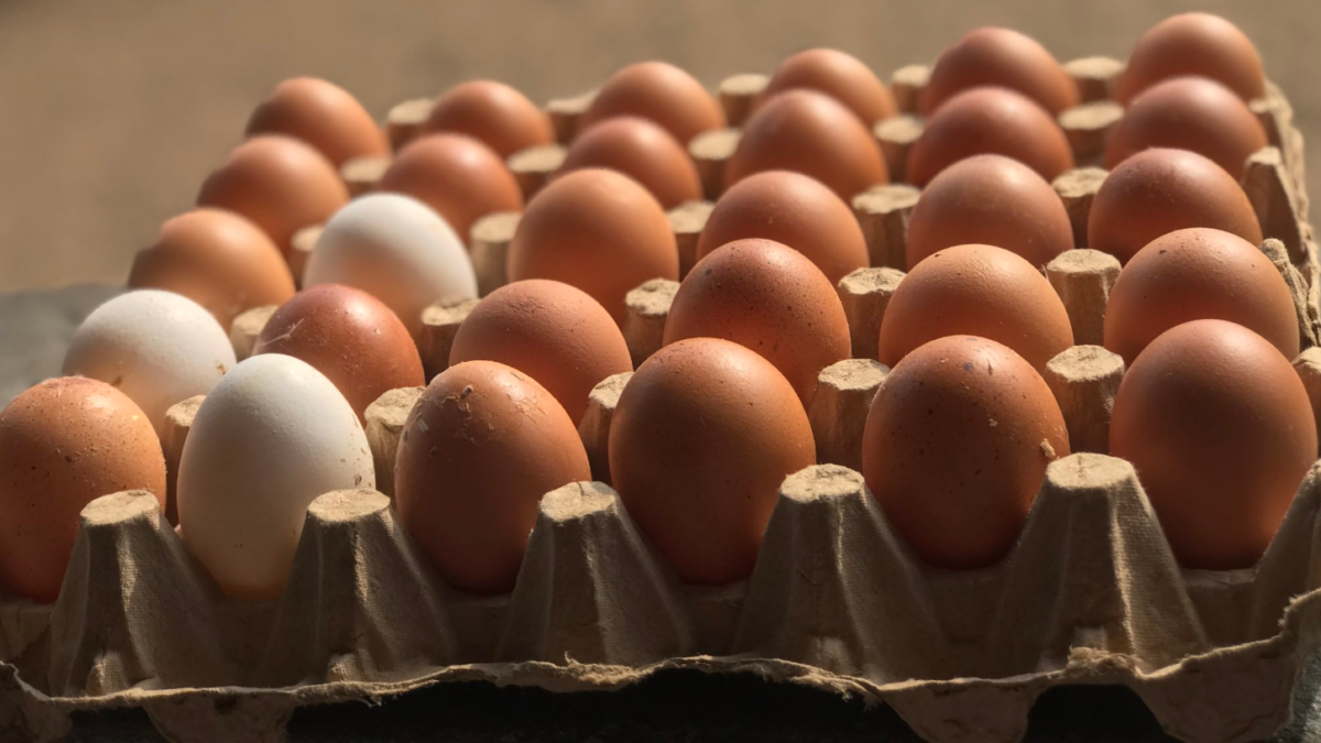 Naira Scarcity: Poultry Farmers Lose Over ₦‎30bn Eggs – AFAN