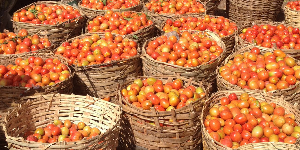 Tomato Scarcity Looms as Farmers Lose 1.3bn & 300 Hectares To “Ebola”